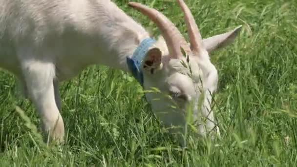 Η λευκή κατσίκα τρώει πράσινο γρασίδι και κοιτάζει στην κάμερα και μασάει το γρασίδι. Κοντινό πλάνο της κτηνοτροφίας — Αρχείο Βίντεο