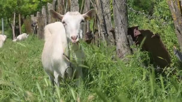 白山羊吃青草，看着摄像机，咀嚼着青草。畜牧业的密切关注 — 图库视频影像