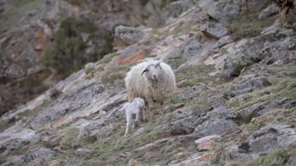 Agnelli appena nati con una madre di pecore in montagna. Ovini caucasici allo stato selvatico — Video Stock