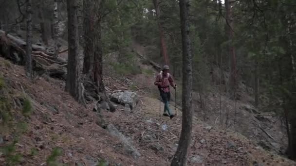 Um jovem homem branco de cabelos longos em um boné com uma mochila e varas de rastreamento caminha ao longo de uma trilha florestal em uma floresta de coníferas de pinho nas montanhas — Vídeo de Stock