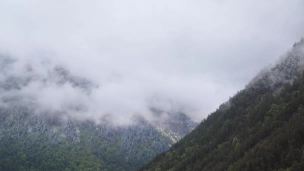 Timelapse meredek hegyi lejtők borított tűlevelű fenyőerdő éles sziklák. Alacsony felhők kapaszkodnak a fák esős időben csapadékkal. — Stock videók