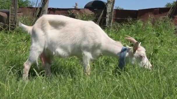Летом возле деревенского забора на зеленой траве пасутся белые козы на поводке. Концепция животноводства — стоковое видео