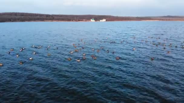 Vue aérienne d'un groupe de colverts nageant paisiblement dans un grand lac. Canards sauvages in vivo nature libre