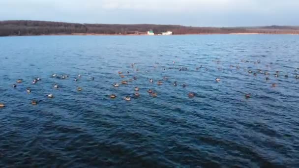 En flygbild av en grupp gräsänder som simmar lugnt i en stor sjö. Vilda ankor in vivo fri natur — Stockvideo