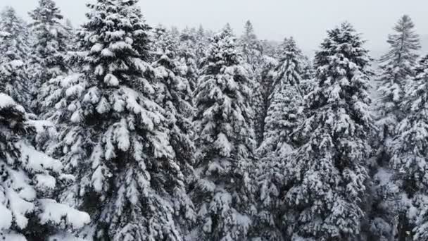 混合林の上を飛ぶ息をのむような低空の景色と雪の中で背の高い雪の松の過去の枝。降雪中の冬の森4k — ストック動画