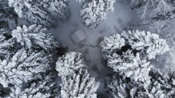 Flygfoto av vinterbarrträd för evigt grön skog täckt med snö. Snötäckta tallar och åt en vinterdag i molnigt väder. Utsikt ovanifrån — Stockvideo