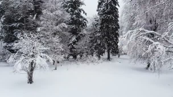 Vista aérea de coníferas de invierno para siempre bosque verde cubierto de nieve. Pinos cubiertos de nieve y comieron en un día de invierno con clima nublado — Vídeos de Stock