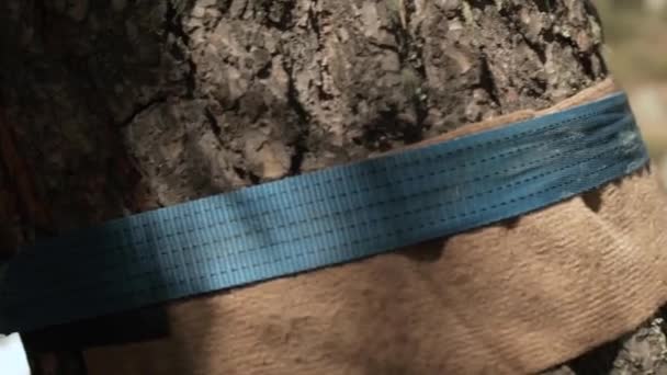 Slackline. A young guy installs a slackline rope on a tree to exercise on balance. Close-up of the small depth of field — Stock Video