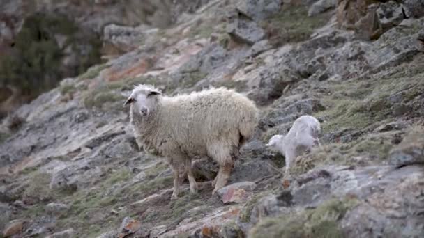 Agnelli appena nati con una madre di pecore in montagna. Ovini caucasici allo stato selvatico — Video Stock