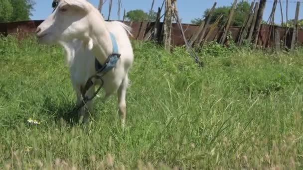 Uma cabra branca em uma coleira pastoreia perto da cerca da aldeia no verão na grama verde. O conceito de pecuária — Vídeo de Stock