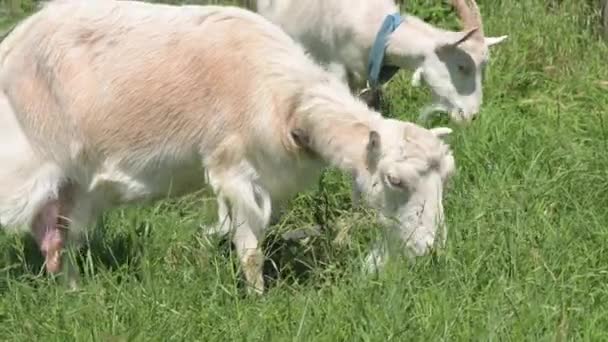 Weiße Hausziegen mit Halsbändern grasen im Sommer auf dem Land im grünen Gras. Das Konzept der inländischen Weidewirtschaft in der Sommersaison — Stockvideo