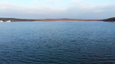 Huzur içinde yüzen ve büyük bir gölde havalanan bir grup yaban ördeği. Vahşi ördekler vahşi doğada canlı uçar.