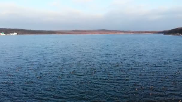 Vue aérienne d'un groupe de colverts nageant paisiblement et décollant dans un grand lac. Les canards sauvages volent in vivo dans la nature