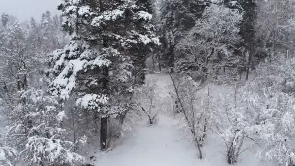 Vista aérea de coníferas de invierno para siempre bosque verde cubierto de nieve. Pinos cubiertos de nieve y comieron en un día de invierno con clima nublado durante las nevadas — Vídeos de Stock
