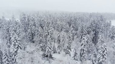 Kar yağışı kozalaklı dağ ormanlarında karlı bir kış ormanının havadan görünüşü. Kış arkaplanı ileri parallaks etkisi ve gerçek kar yağışı