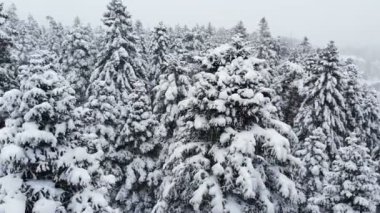 Karmaşık bir ormanın üzerinde süzülen nefes kesici alçak hava manzarası ve karda dalların arasından geçen uzun karlı çam ağaçları. 4k kar yağışı sırasında kış ormanı