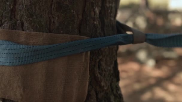 Garis miring. Seorang pemuda menginstal tali slackline di pohon untuk berlatih pada keseimbangan. Close-up dari kedalaman kecil dari field — Stok Video