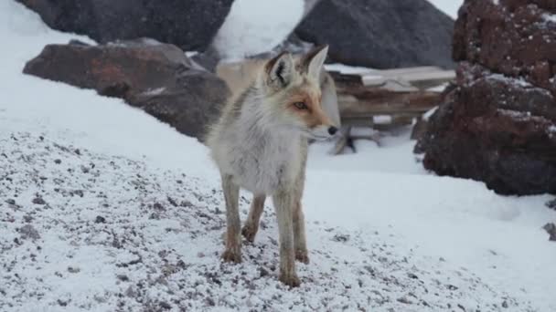 Red wild fox runs through the snow-covered neighborhood of a mountain shelter or an Arctic station in the evening. The concept of meetings of wild animals and humans — Stock Video