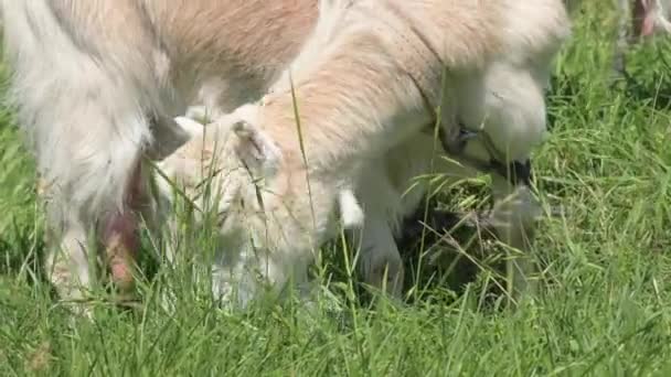 Les chèvres domestiques blanches avec des colliers paissent dans l'herbe verte en été dans la campagne. Le concept de pastoralisme domestique en saison estivale