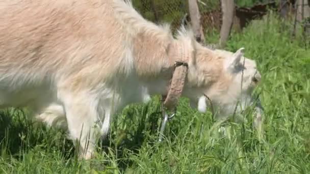 Una cabra joven blanca con una correa roza cerca de la cerca del pueblo en el verano en la hierba verde. El concepto de ganadería. primer plano — Vídeos de Stock