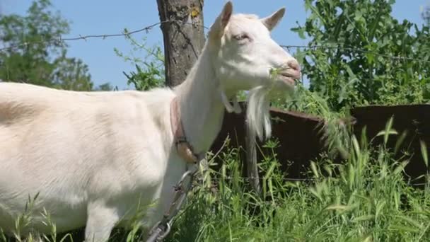 Eine weiße junge Ziege an der Leine grast im Sommer am Dorfzaun im grünen Gras. Das Konzept der Tierhaltung — Stockvideo