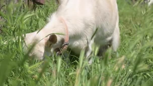 Witte huisgeiten met kragen grazen in groen gras in de zomer op het platteland. Het concept van binnenlandse pastoralisme in het zomerseizoen — Stockvideo