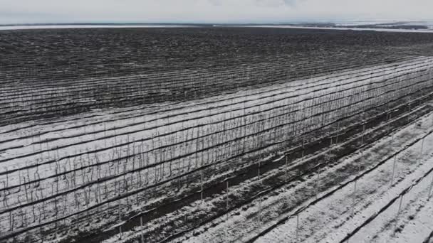 Una vista aérea de volar sobre huertos de manzanas en invierno mientras se conservan árboles frutales bajo la nieve en un día nublado. El concepto de la temporada de invierno de la industria agrícola frutícola — Vídeo de stock