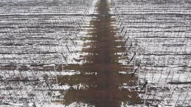Eine Luftaufnahme, wie man im Winter über Apfelplantagen fliegt, während man an einem bewölkten Tag Obstbäume unter dem Schnee konserviert. Das Konzept der Wintersaison der fruchttragenden Landwirtschaft — Stockvideo
