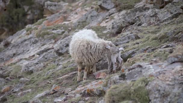 Ritratto di pecora con agnellino in montagna su un pendio roccioso. Il cucciolo scartato accanto alla madre Il concetto di allevamento del bestiame — Video Stock