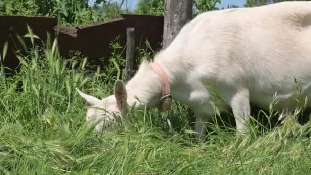 Uma cabra branca em uma coleira pastoreia perto da cerca da aldeia no verão na grama verde. O conceito de pecuária. close-up — Vídeo de Stock