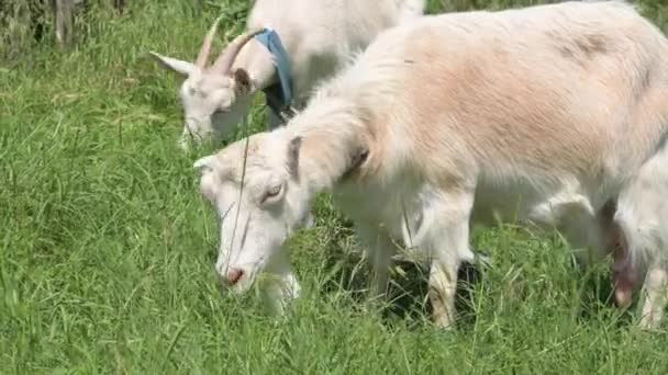 Zwei weiße Ziegen an der Leine mit Halsbändern grasen an einem sonnigen Tag neben einem ländlichen Zaun auf grünem Gras. Konzept der Landwirtschaft und Viehzucht aus nächster Nähe — Stockvideo