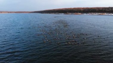 Büyük bir gölde huzur içinde yüzen bir grup yaban ördeği. Vahşi ördekler özgür doğada
