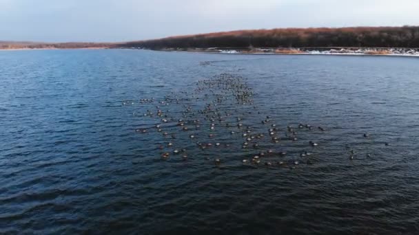Vue aérienne d'un groupe de colverts nageant paisiblement dans un grand lac. Canards sauvages in vivo nature libre