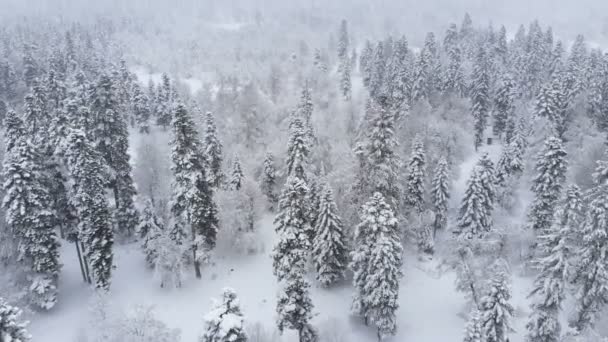 Vista aerea di una foresta invernale nevosa durante una nevicata foreste di montagna di conifere. Sfondo invernale con effetto parallasse in avanti e nevicata reale — Video Stock