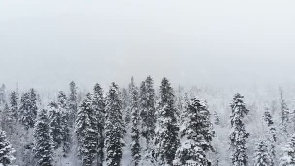 Воздушный вид на зимние хвойные деревья навсегда зеленый лес, покрытый снегом. Заснеженные сосны и ели в зимний день в облачную погоду — стоковое видео