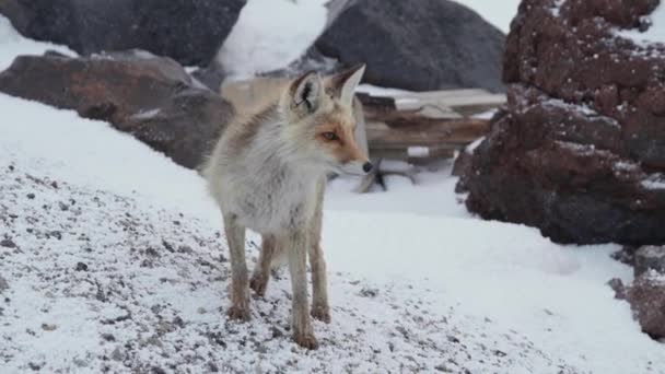 Röd vild räv rinner genom det snötäckta området i ett fjällhärbärge eller en arktisk station på kvällen. Begreppet möten mellan vilda djur och människor — Stockvideo