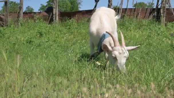 Eine weiße junge Ziege an der Leine grast im Sommer am Dorfzaun im grünen Gras. Das Konzept der Tierhaltung — Stockvideo