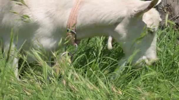 Белые домашние козы с воротниками пасутся в зеленой траве летом в сельской местности. Концепция отечественного скотоводства в летний сезон — стоковое видео