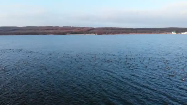 Een luchtfoto van een groep wilde eenden die rustig zwemmen en opstijgen in een groot meer. Wilde eenden vliegen in vivo in het wild — Stockvideo