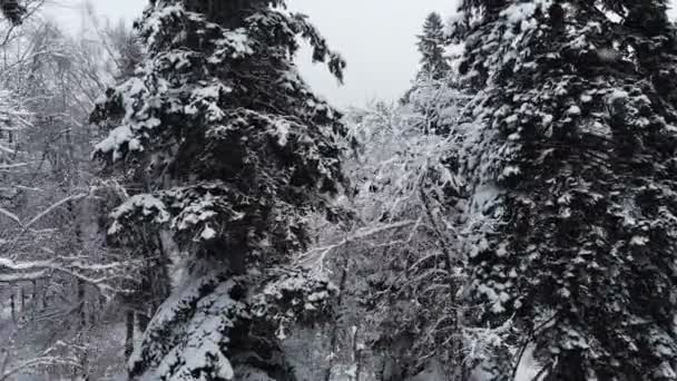 Una vista aerea mozzafiato bassa sorvolando una foresta mista e alti pini innevati oltre rami nella neve. Foresta invernale durante la nevicata 4k — Video Stock