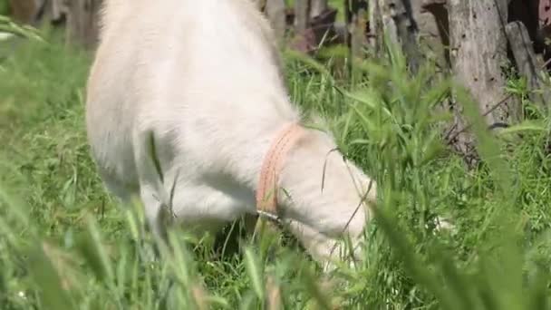 Белые козы на поводке с воротниками пасутся рядом с сельским забором на зеленой траве в солнечный день. концепция сельского хозяйства и животноводства крупным планом — стоковое видео