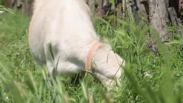 Capre albe într-o lesă cu gulere pășesc lângă un gard rural pe iarbă verde într-o zi însorită. Conceptul de agricultură și creșterea animalelor de aproape — Videoclip de stoc