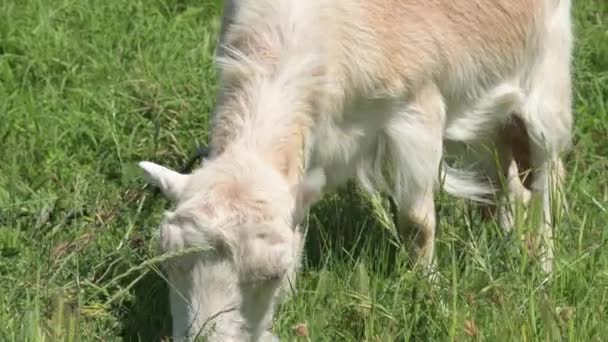 As cabras brancas em uma coleira com coleiras pastam ao lado de uma cerca rural na grama verde em um dia ensolarado. conceito de agricultura e pecuária close-up — Vídeo de Stock