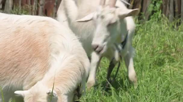 Zwei weiße Ziegen an der Leine mit Halsbändern grasen an einem sonnigen Tag neben einem ländlichen Zaun auf grünem Gras. Konzept der Landwirtschaft und Viehzucht aus nächster Nähe — Stockvideo