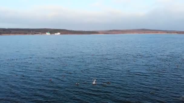 Вид с воздуха на группу уток-крякв, плавающих мирно и улетающих в большое озеро. Дикие утки летают на воле — стоковое видео