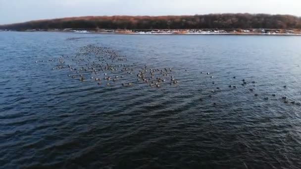 큰 호수에서 평화롭게 헤엄치고 있는 한 무리의 말 라드 오리를 공중에서 본 것이다. 육체미의 야생 오리들 — 비디오