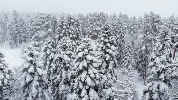 在降雪的针叶林中，空中俯瞰着白雪覆盖的冬季森林。具有前视差效应和真正降雪的冬季背景 — 图库视频影像