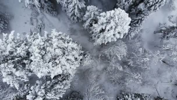 冬季针叶树的空中景观永远绿树成荫。白雪覆盖的松树，在阴天的冬日吃东西。从上面看 — 图库视频影像