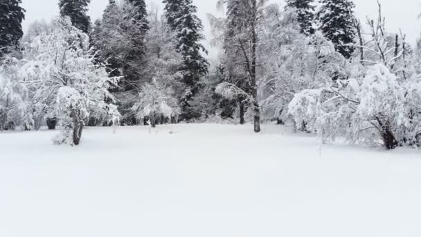 Vista aérea de coníferas de inverno para sempre floresta verde coberta de neve. Pinheiros cobertos de neve e comido em um dia de inverno em tempo nublado — Vídeo de Stock