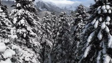 Sabahın erken saatlerinde dağlardaki kozalaklı ormandaki karlı çamların tepelerinde insansız hava aracının kamerasının hava görüntüsü.